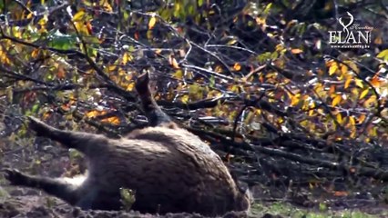 Driven Wild Boar Hunt