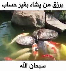 ellaah azze ve celle herkesin rızkını verendir ördek balıkları besliyo ibret alın fakiyrleri doyurun