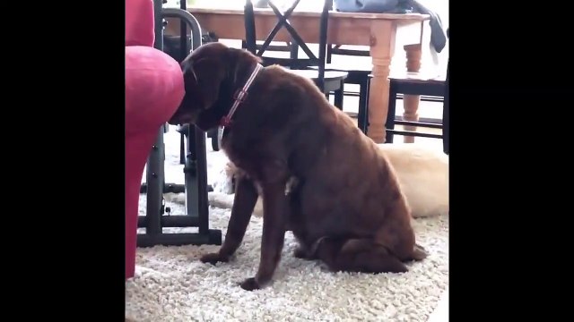 Ce chien n'arrete pas de lacher des caisses...