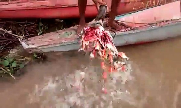 Piranhas VS Tête de boeuf : ils dévorent ça en quelques secondes