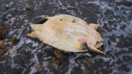 Çardak Kum Adasında Ölü Carette Caretta Bulundu