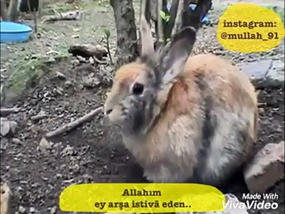 tavşan yavrularını korumak için elinden geleni yapıyo ellaahu teaalaanın aayetlerinden ibret ders al