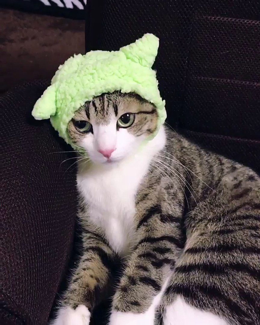 ⁣#cat • ‏‎Cats Paradise videos