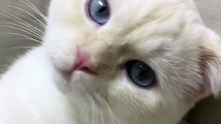 #cat • Instagram photos and videos_3
