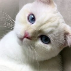 #cat • Instagram photos and videos_3