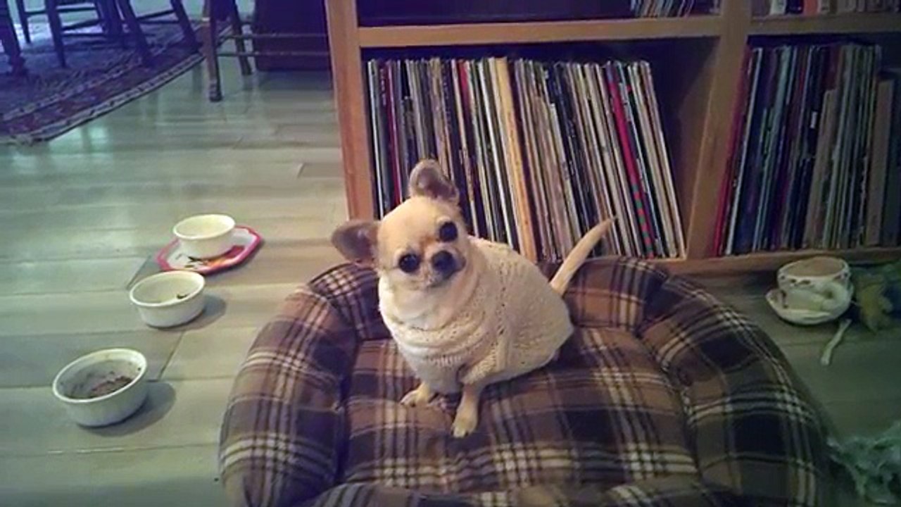 Un chihuahua très enthousiasme pour aller se promener !