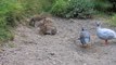 Rabbits play alongside friendly Guinea fowls