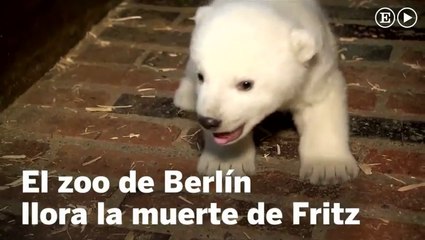 Muere el cachorro de oso polar del zoo de Berlín