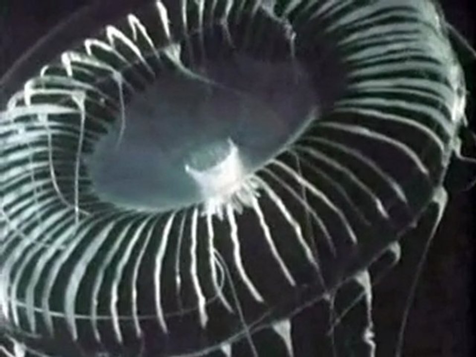 Friedrich Liechtenstein - Shave the monkeys