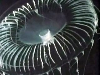 Friedrich Liechtenstein - Shave the monkeys