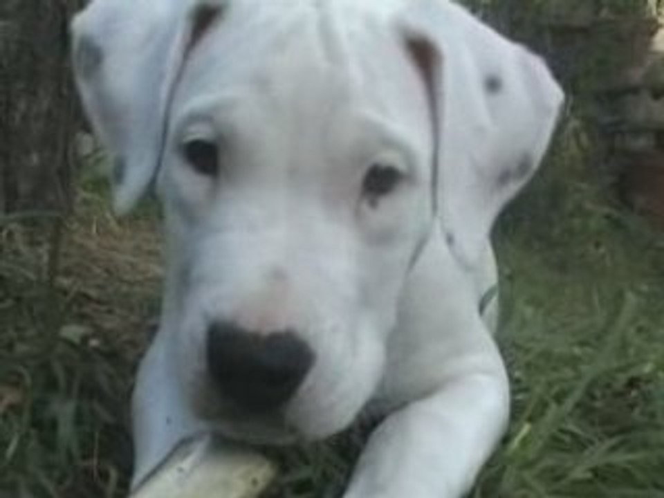 dogue argentin a 2 mois