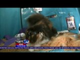Ratusan Penggemar Kucing Mengikuti Cat Show Di Kota Batu Jawa Timur - NET 12