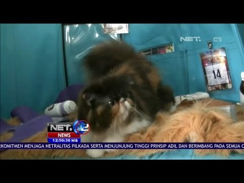 Ratusan Penggemar Kucing Mengikuti Cat Show Di Kota Batu Jawa Timur - NET 12
