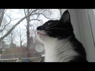 Curious Cat Caught Howling and Chirping Out Window