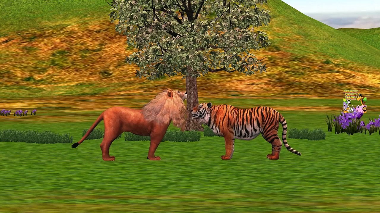 Lion Vs Tiger Finger Family Song | Tiger Vs Lion Fight | Children Nursery Rhymes by PoPo K