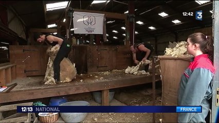 Animaux : les secrets des tondeurs de moutons