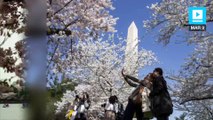 Another week of winter for the cherry blossom trees