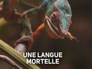 L'attaque du caméléon en slow motion