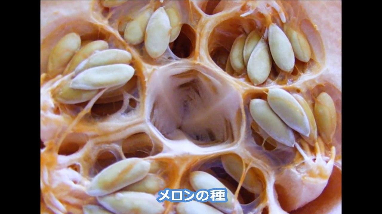 【閲覧注意】ぶつぶつが怖い　トライポフォビア（集合体恐怖症）の正体とは