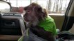 Pet Monkey Enjoys a Trip in the Car Seat