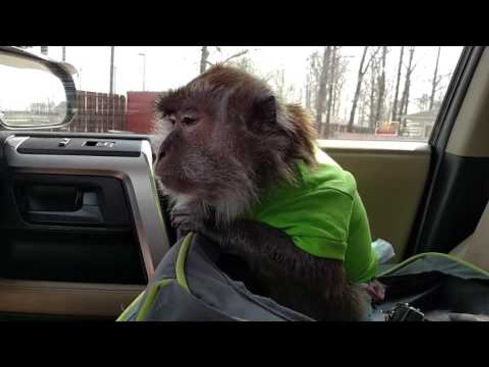Pet Monkey Enjoys a Trip in the Car Seat