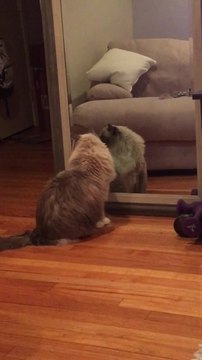 Fluffy kitty admires himself in the mirror