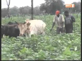 Appui du gouvernement aux producteurs de coton