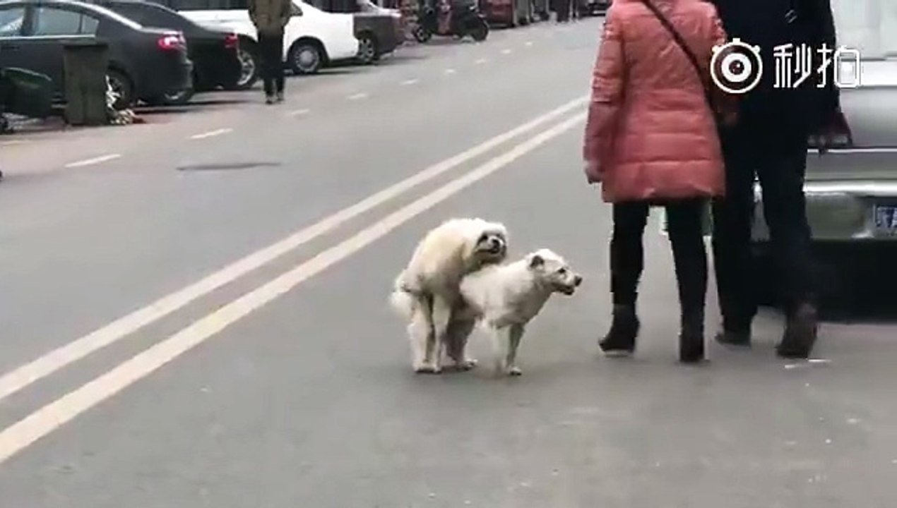 fucking dogs