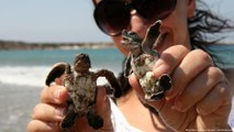 O difícil trabalho de proteção às tartarugas marinhas