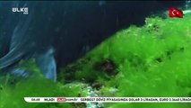 Katil Balina Büyük Beyaz Köpek balığını avlıyor inanılmaz görüntüler