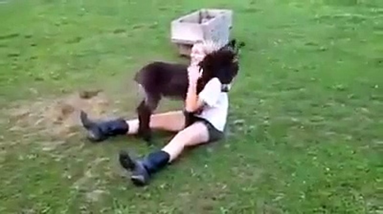 eşek sıpası çok tatlı oynuyor sevimli hali göz dolduruyor