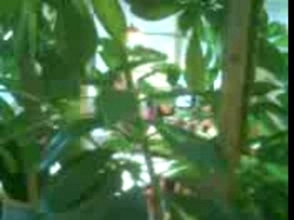 MOV00152