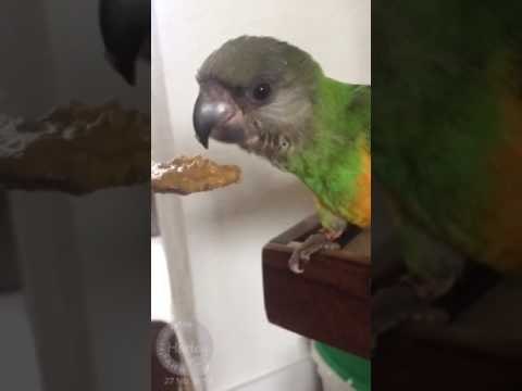 Harley the Cockatoo Welcomes Her New Brother Gizmo