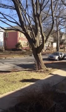 Tree Collapses After Strong Winds Hit Niagara Falls