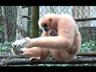 Gibbon and Her Baby Enjoy Peanuts From a Bottle