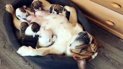 Une maman bouledogue est très relaxe pour allaiter ses bébés !