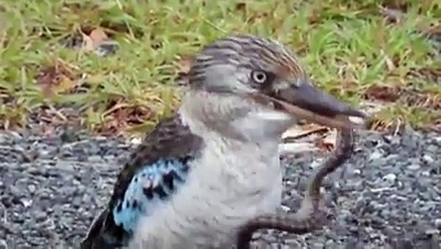 Un oiseau mange un serpent encore vivant !