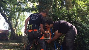 Ash Tree Removal
