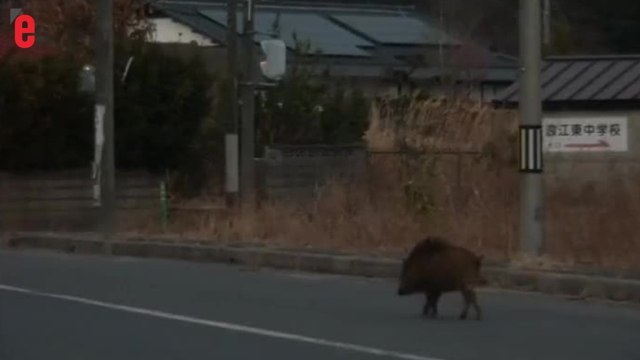 A Fukushima, des sangliers s'emparent des villages abandonnés