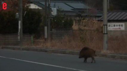 A Fukushima, des sangliers s'emparent des villages abandonnés