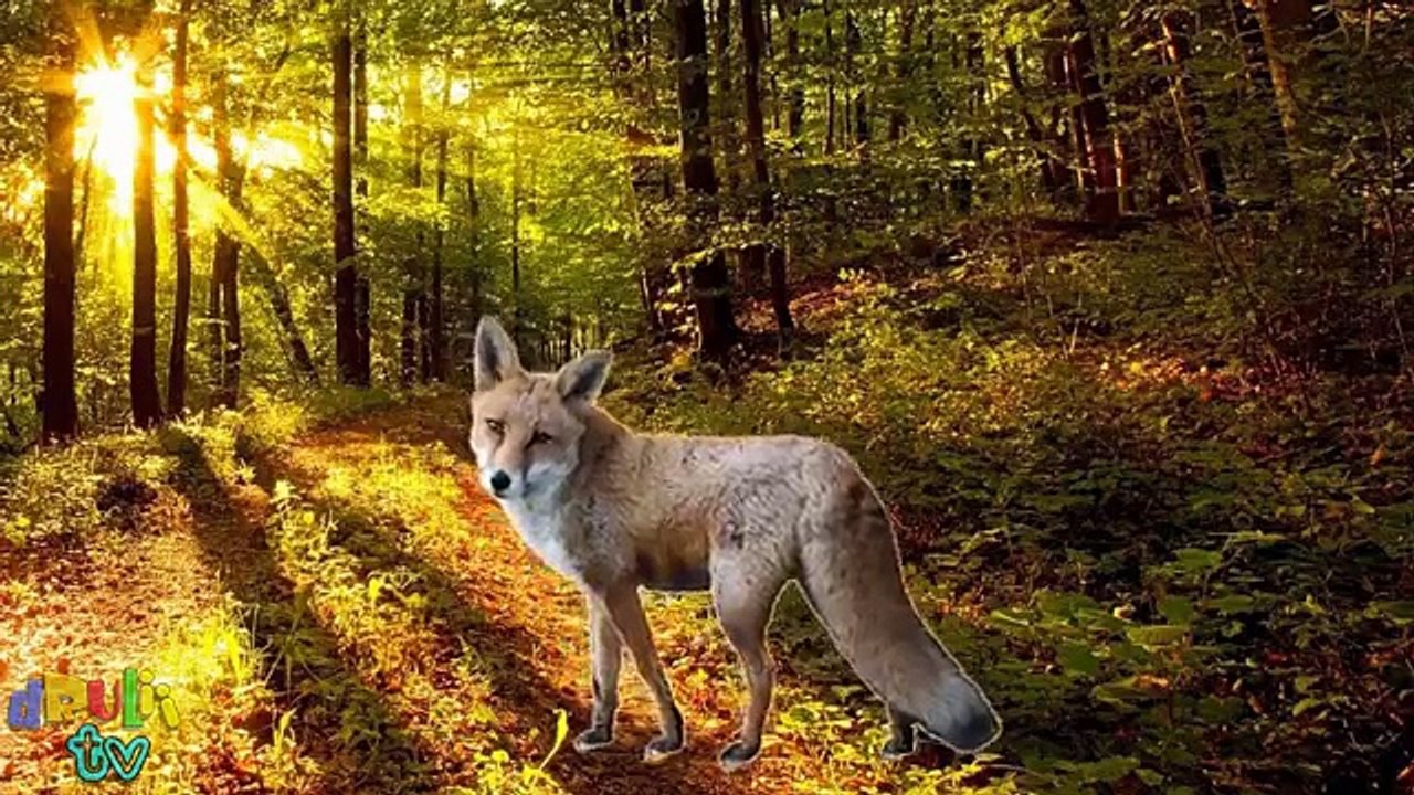 Learn Alphabet with Cartoon & Real Animals for children | ABC Wild Animals Names and Sound