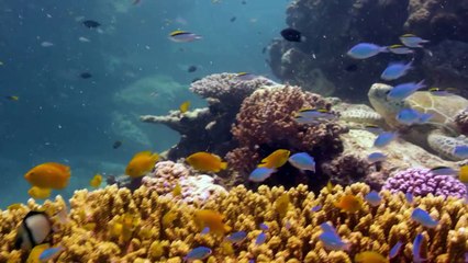 A Global Plan to Save Coral Reefs from Extinction | Bloomberg