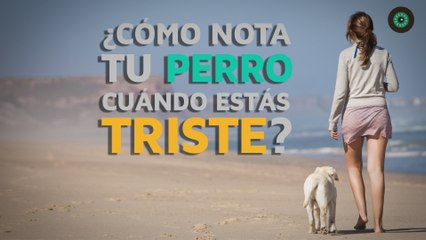 ¿Por qué nota tu perro cuando estás triste?