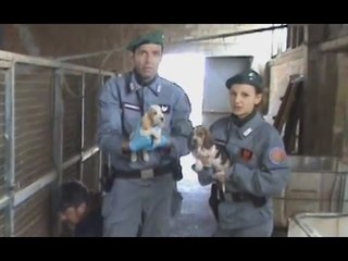 Cuneo - Traffico illegale di cuccioli dall'Est Europa, sgominata banda (08.03.17)