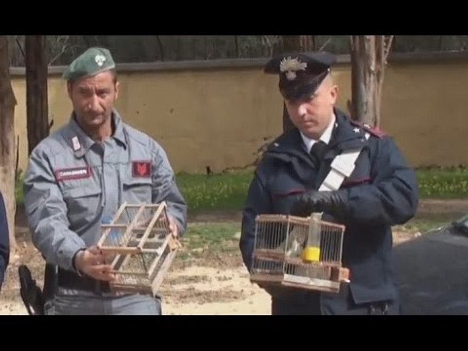 Palermo - Ballarò, liberati 20 cardellini chiusi in gabbia (06.03.17)