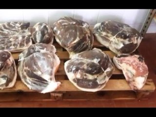 Abruzzo - Controlli in allevamenti, sequestrato laboratorio clandestino (04.03.17)