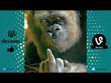 Try Not To Laugh Challenge | Best Funny Videos of Animals Doing Stupid Things「Life Awesome」