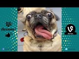TRY NOT TO LAUGH CHALLENGE -  Funniest ANIMAL Fails & Moments by Life Awesome