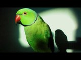 Funny : Parrot arrested for abusing a woman