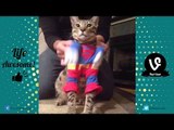 TRY NOT TO LAUGH or GRIN - Funny Cat & Dog Fails Compilation 2016 (DECEMBER) || by Life Awesome